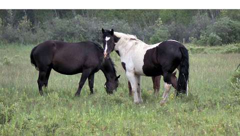 Spotted Draft Horse Registry